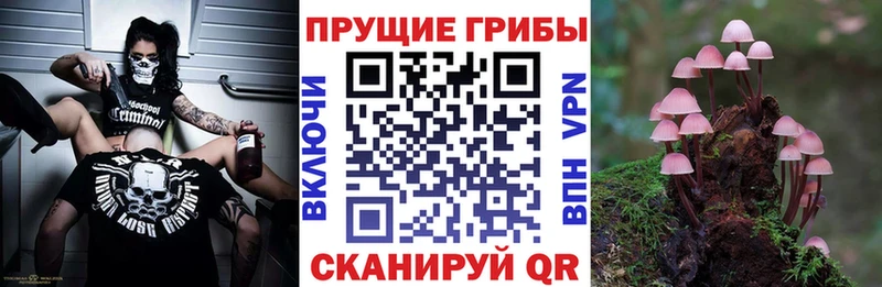 blacksprut вход  Рыбное  Галлюциногенные грибы Cubensis 